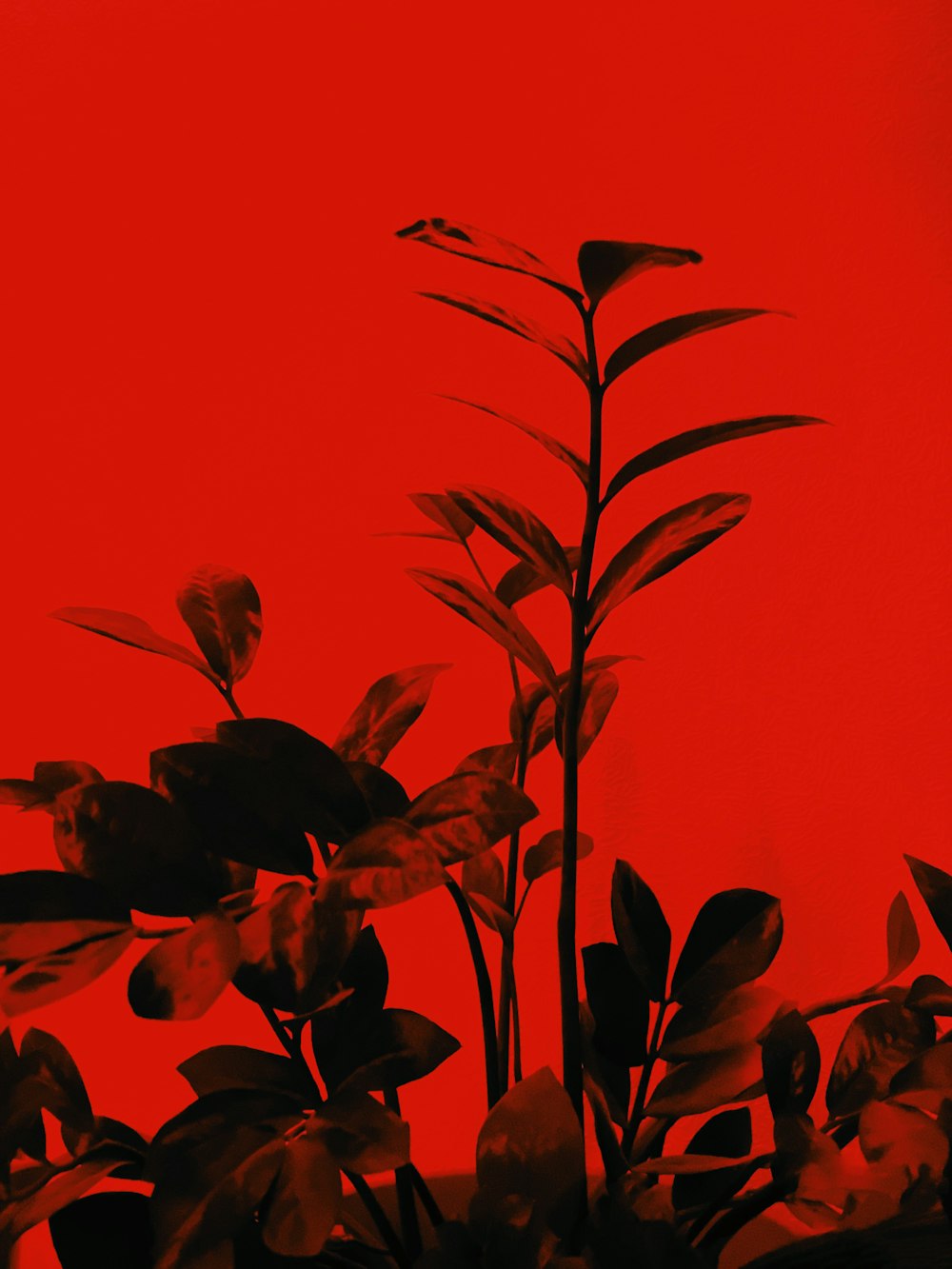 日没時の赤と黒の葉