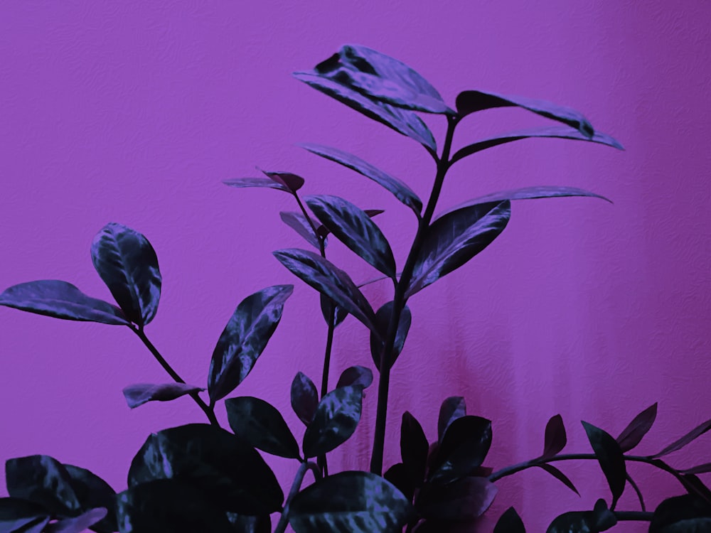green plant in purple background