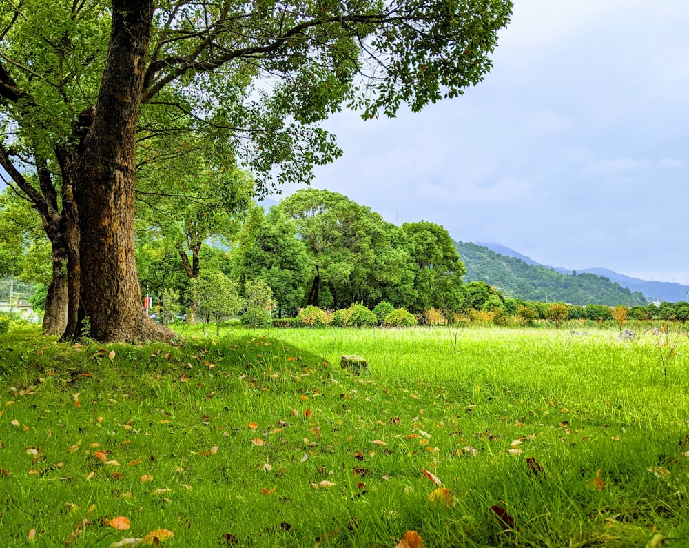 green grass field with trees under white sky during daytime