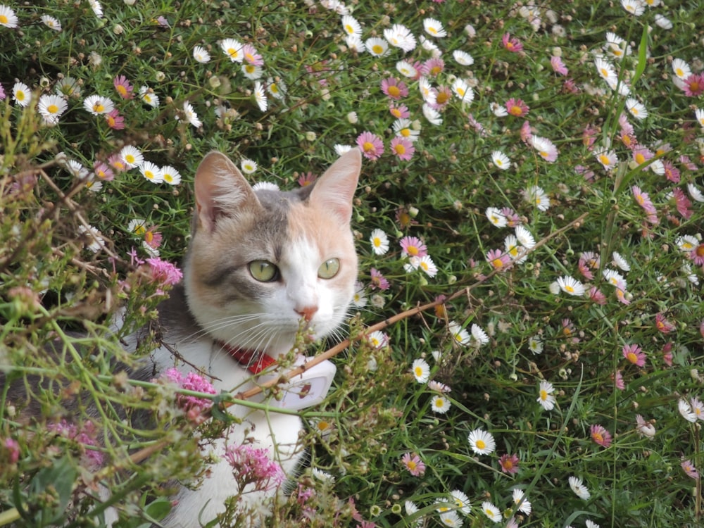 brown tabby cat on white and pink flowers
