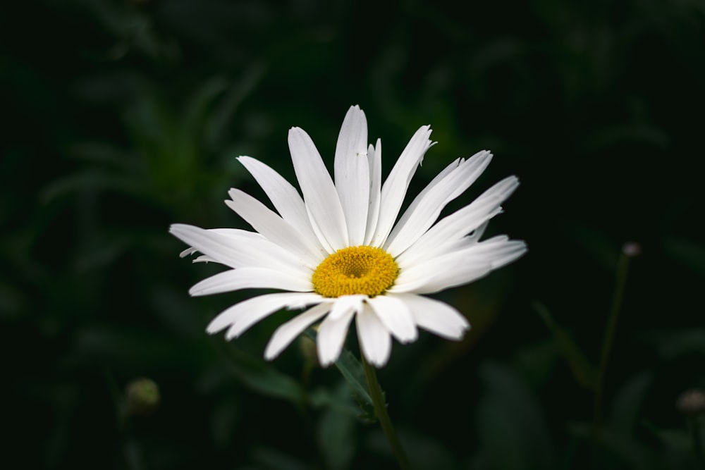 white daisy in close up photography