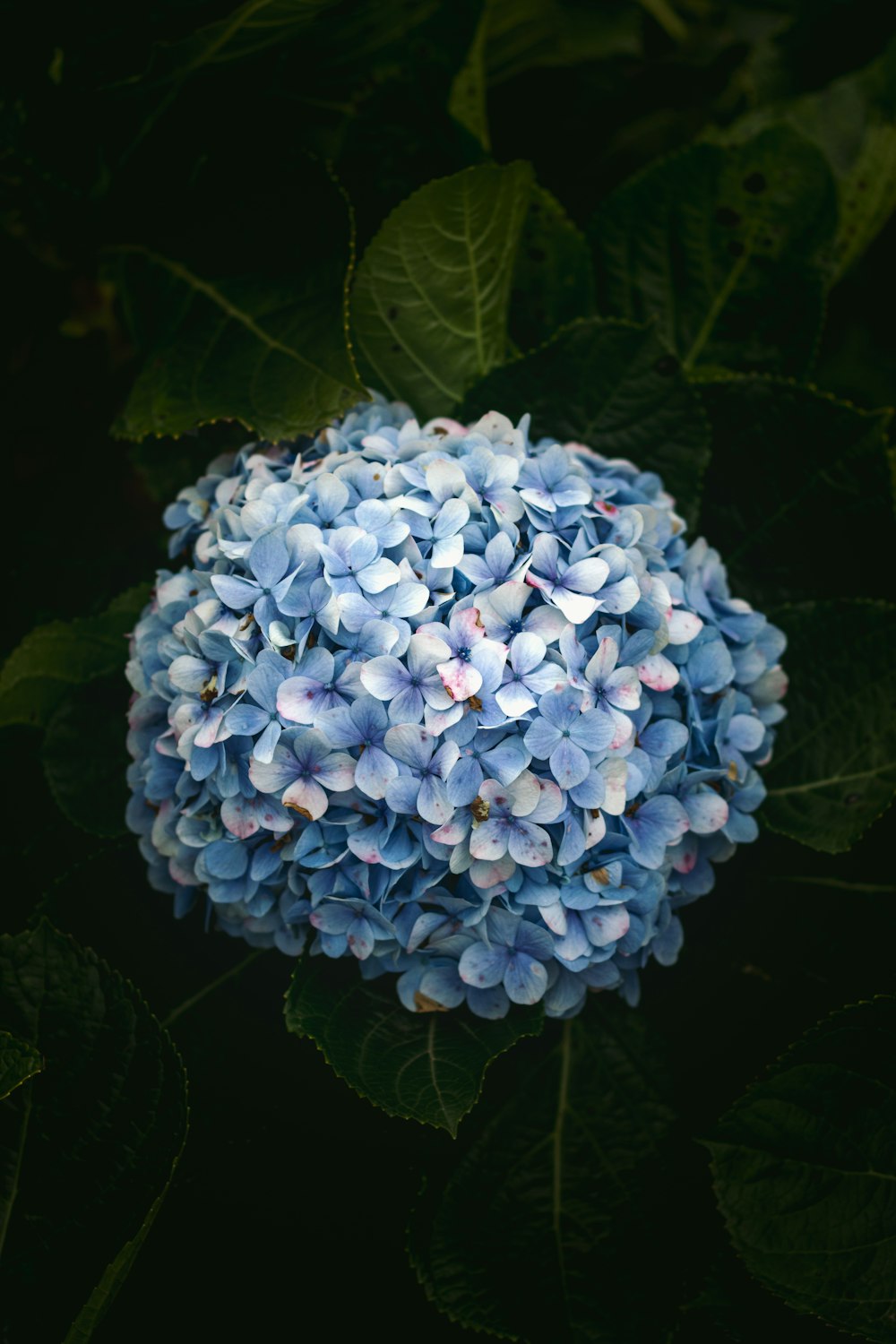 white flower with green leaves