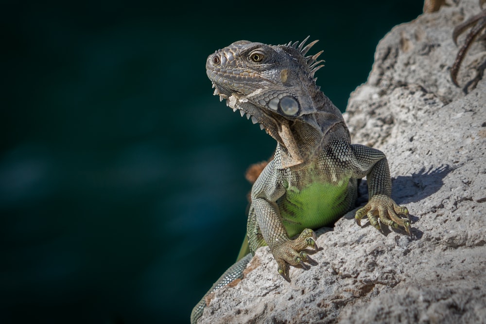 green and brown bearded dragon on brown rock