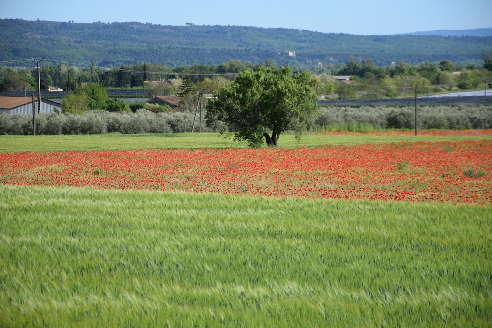 campo di erba verde durante il giorno