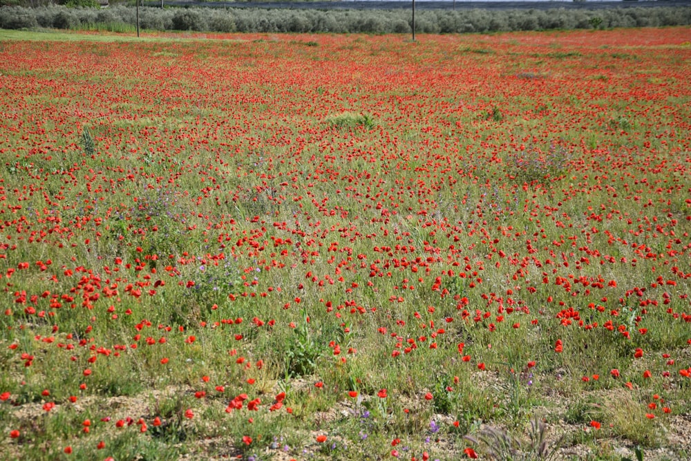 campo di fiori rossi durante il giorno