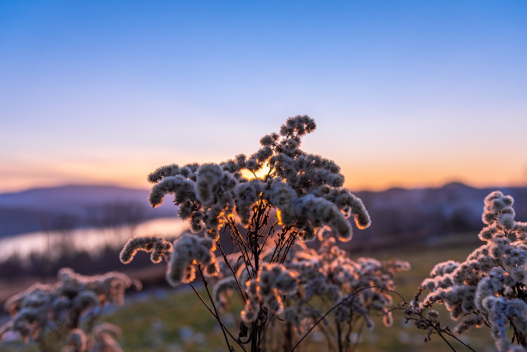 white flower in tilt shift lens