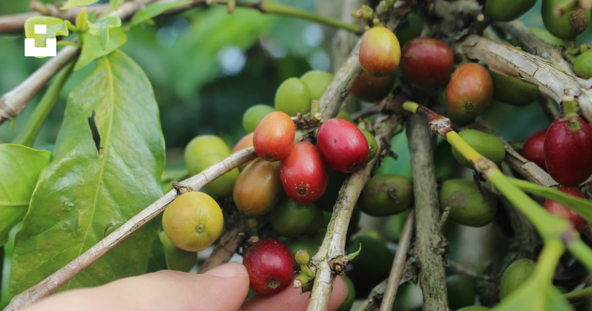 Fruits ronds rouges et jaunes photo – Image gratuite de Tasse à café ...