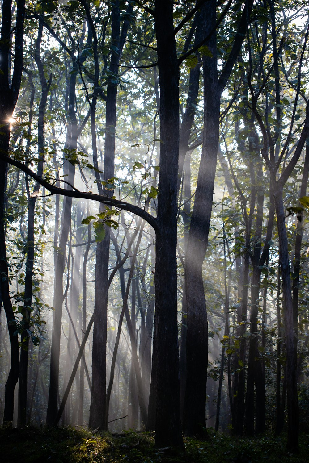 green trees in forest during daytime