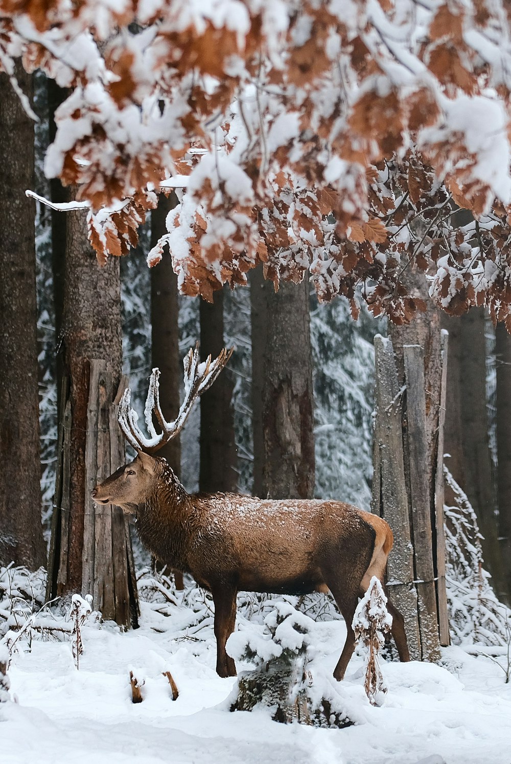 cervo marrom em pé no chão coberto de neve durante o dia