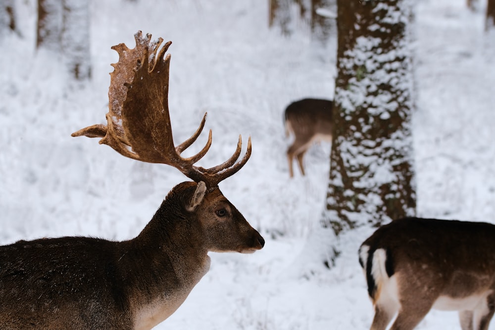 brown deer eating brown dried leaf