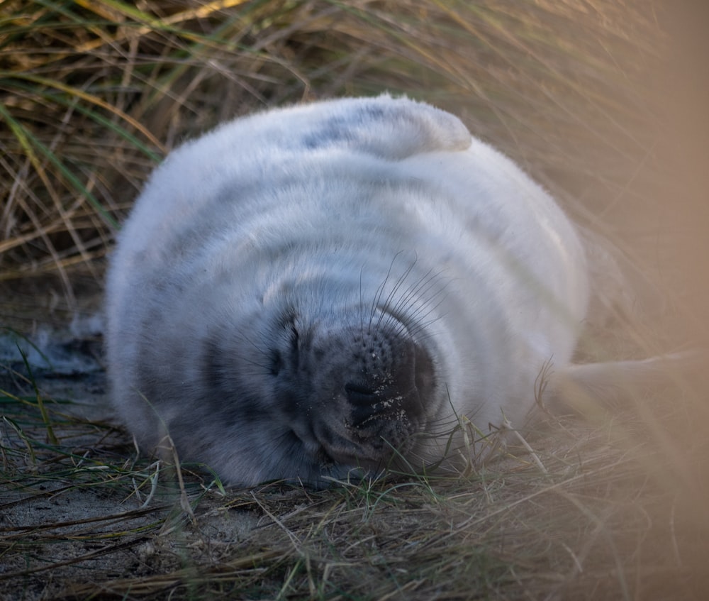 white cat lying on brown grass