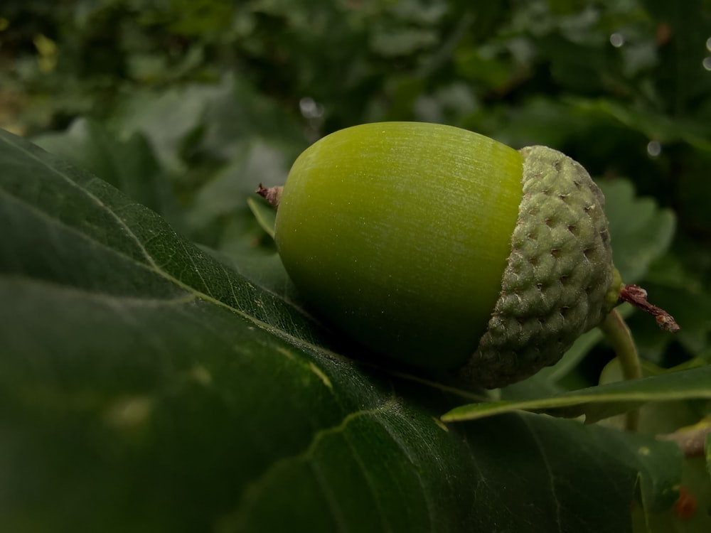 green fruit on green leaf