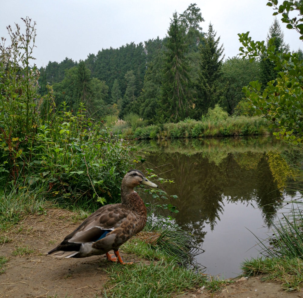 brown duck on brown soil near green trees during daytime