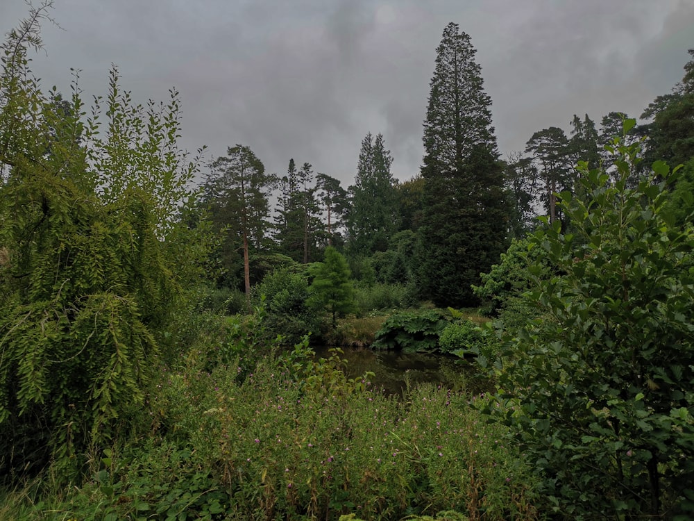 green trees near river under cloudy sky during daytime