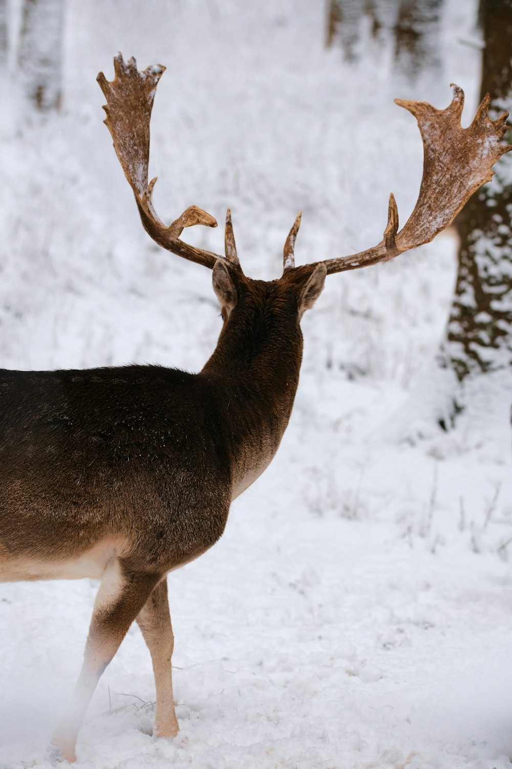 veado marrom no chão coberto de neve durante o dia