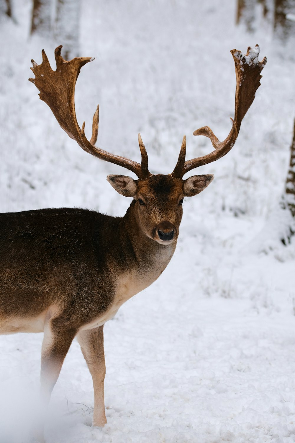 veado marrom no chão coberto de neve durante o dia