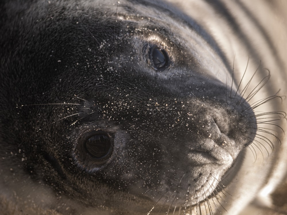 black seal in close up photography
