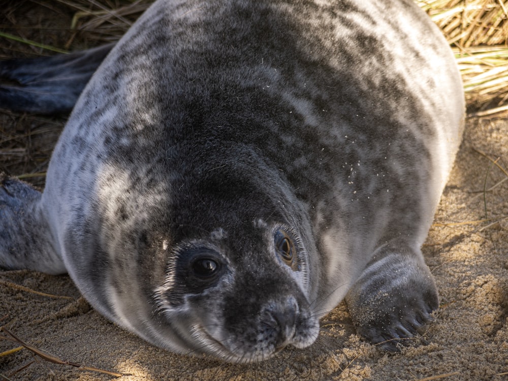 black and white seal on brown sand during daytime