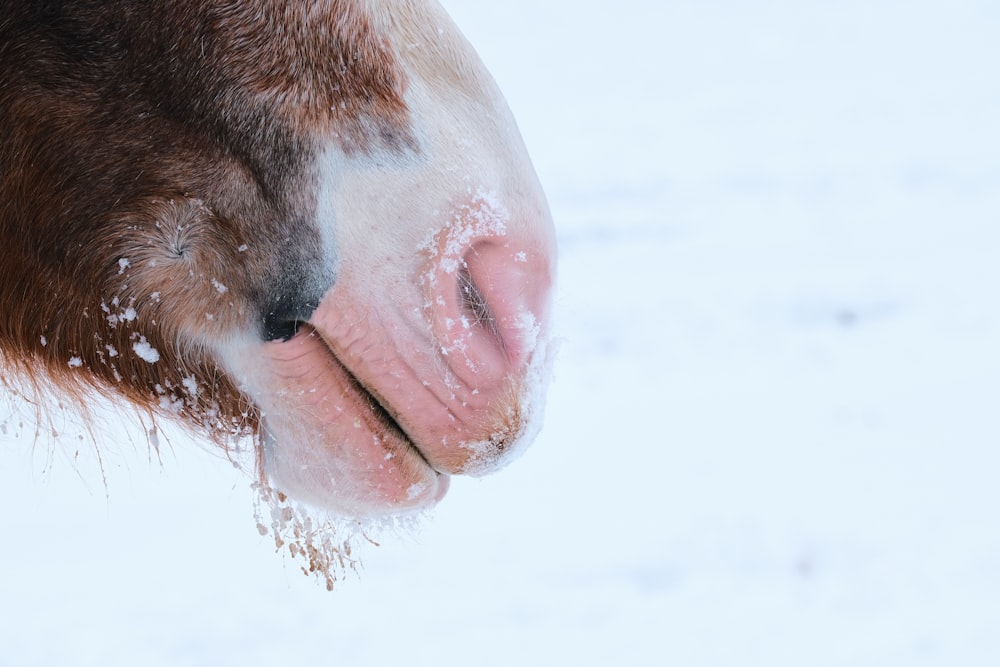 Vaca marrón y blanca en un terreno cubierto de nieve durante el día