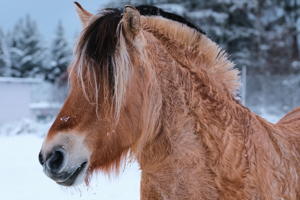 brown horse in snow covered field during daytime
