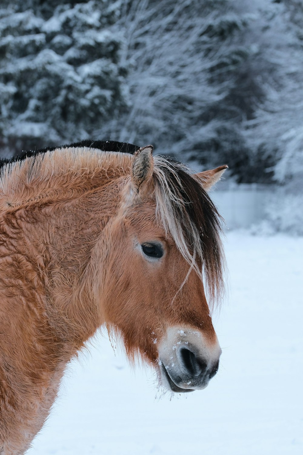 brown horse on snow covered ground during daytime