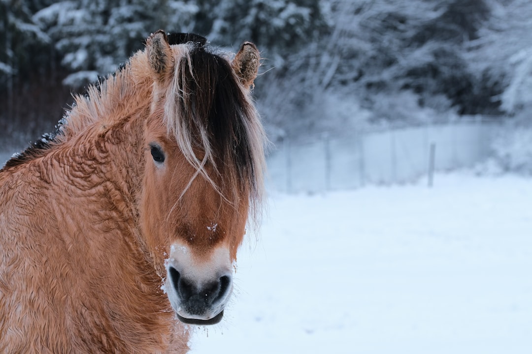 brown horse on snow covered ground during daytime