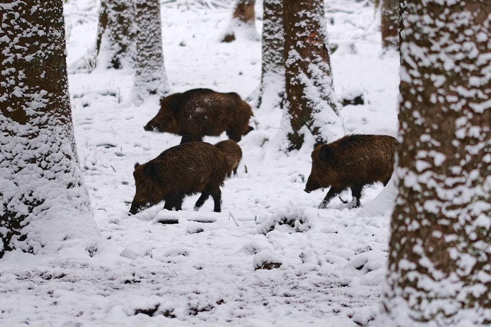 animal brun sur sol enneigé