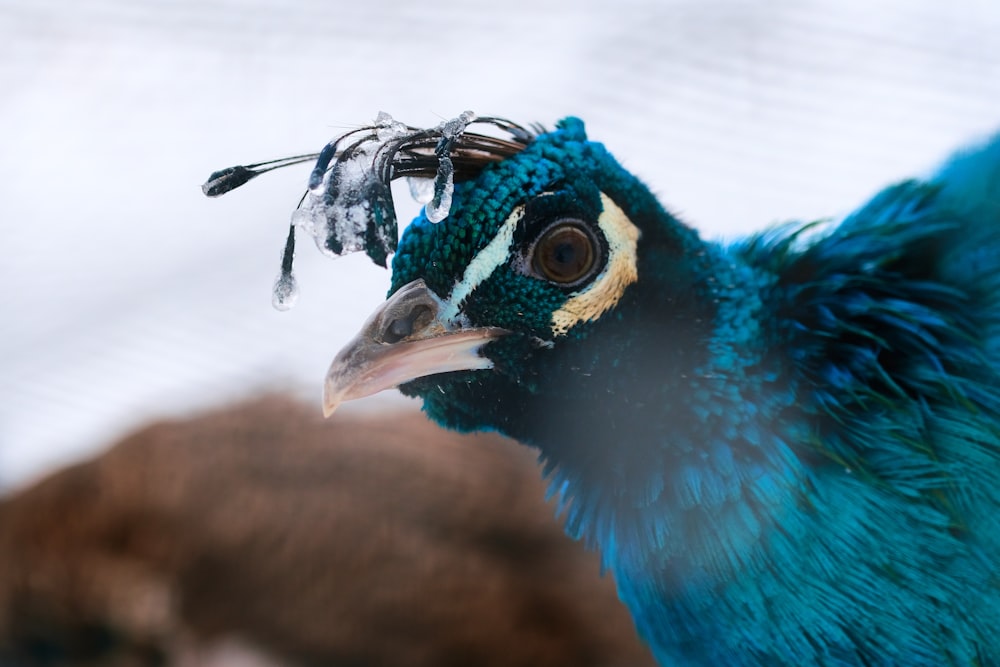 blue and green peacock in close up photography