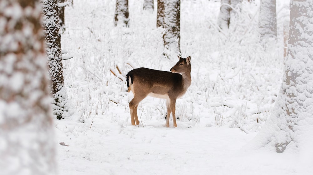 raposa marrom e branca no solo coberto de neve durante o dia