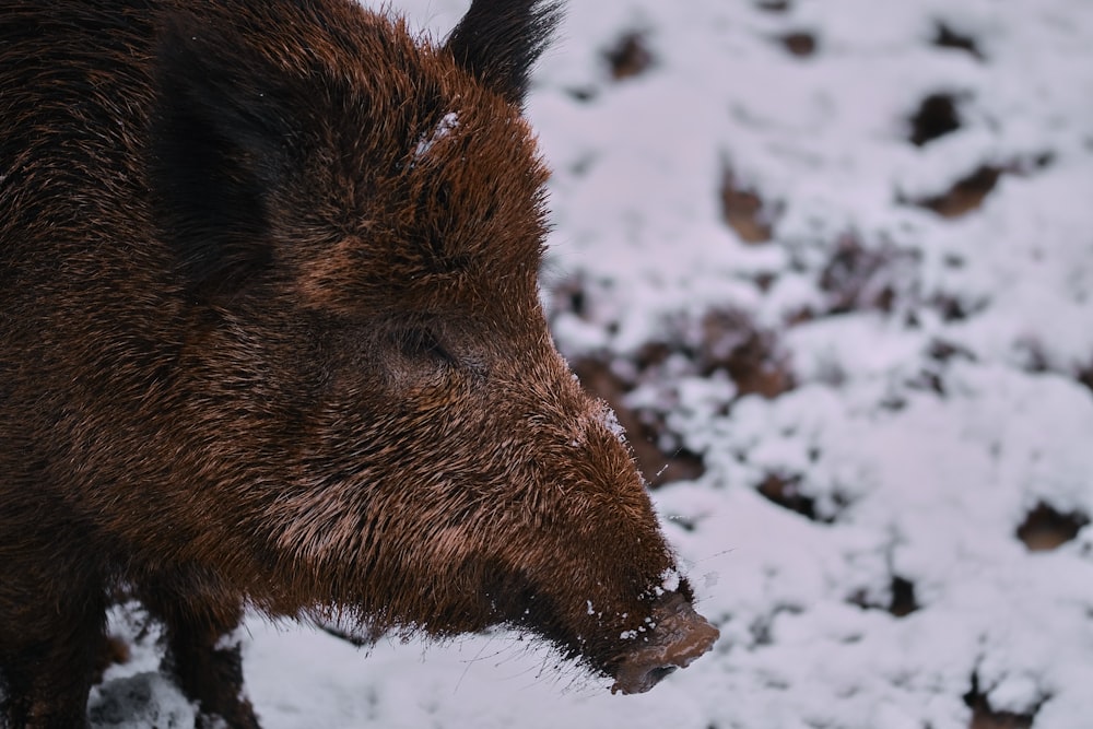 brown animal on snow covered ground during daytime