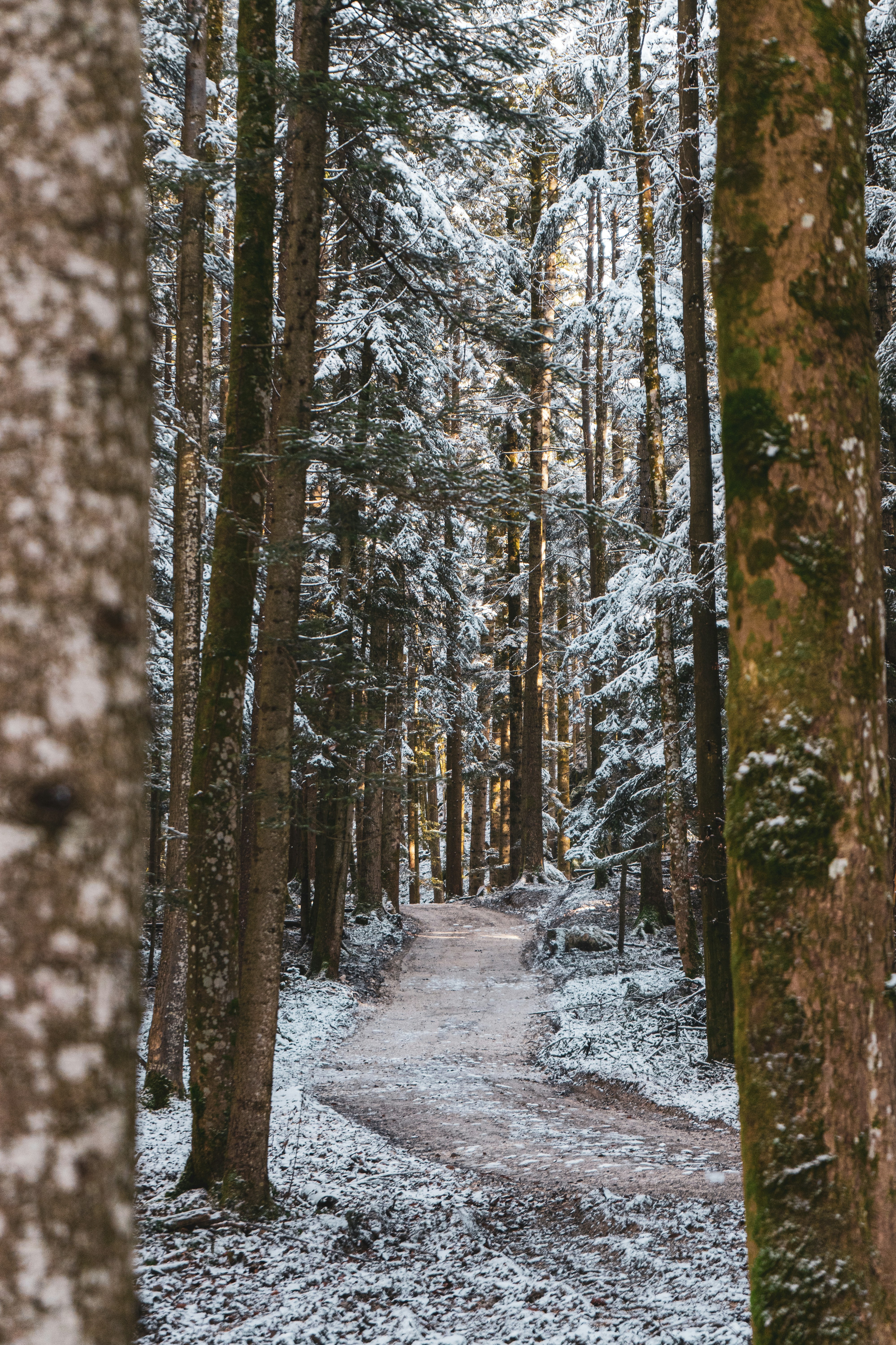 route enneigée dans les bois