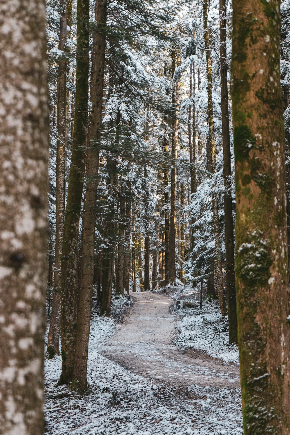 snow covered road in the woods