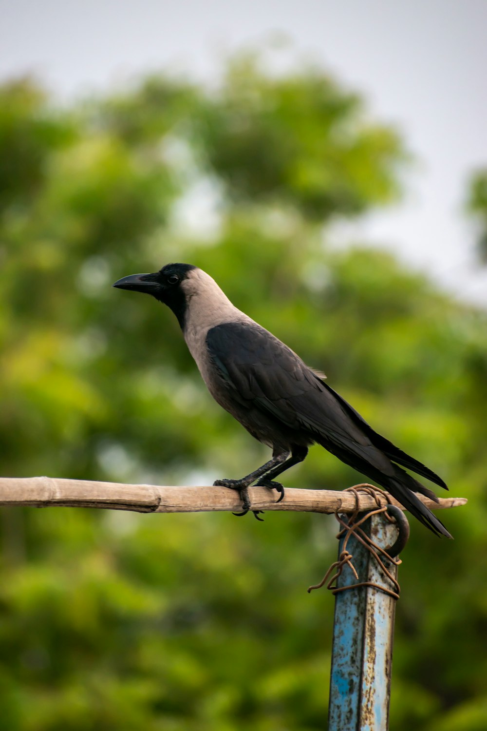 black and gray bird on brown tree branch during daytime