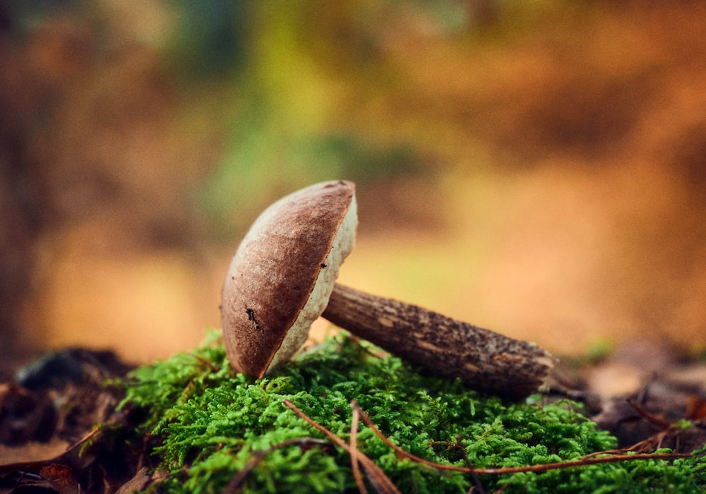 champignon brun sur herbe verte