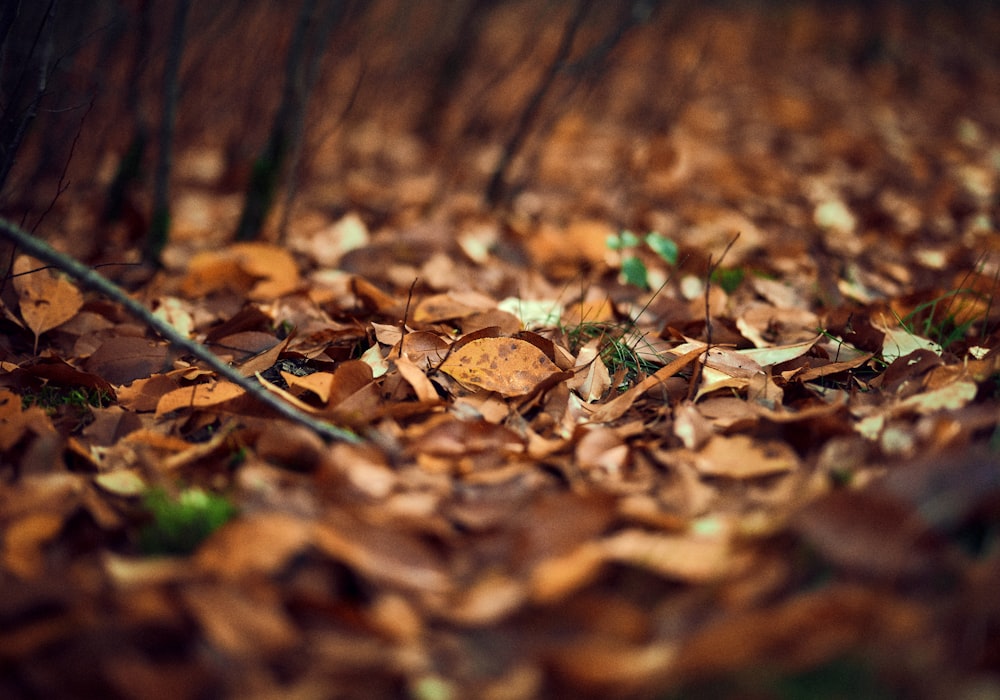 foglie secche marroni sul terreno