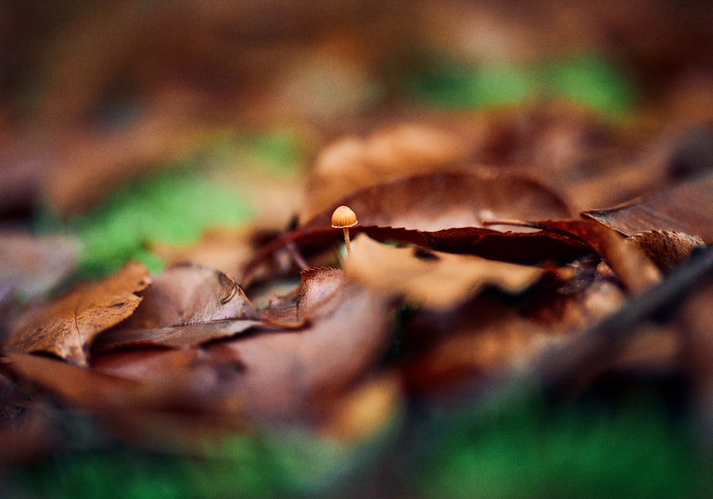 チルトシフトレンズの茶色の乾燥葉