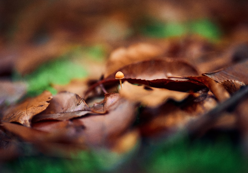 brown dried leaf in tilt shift lens