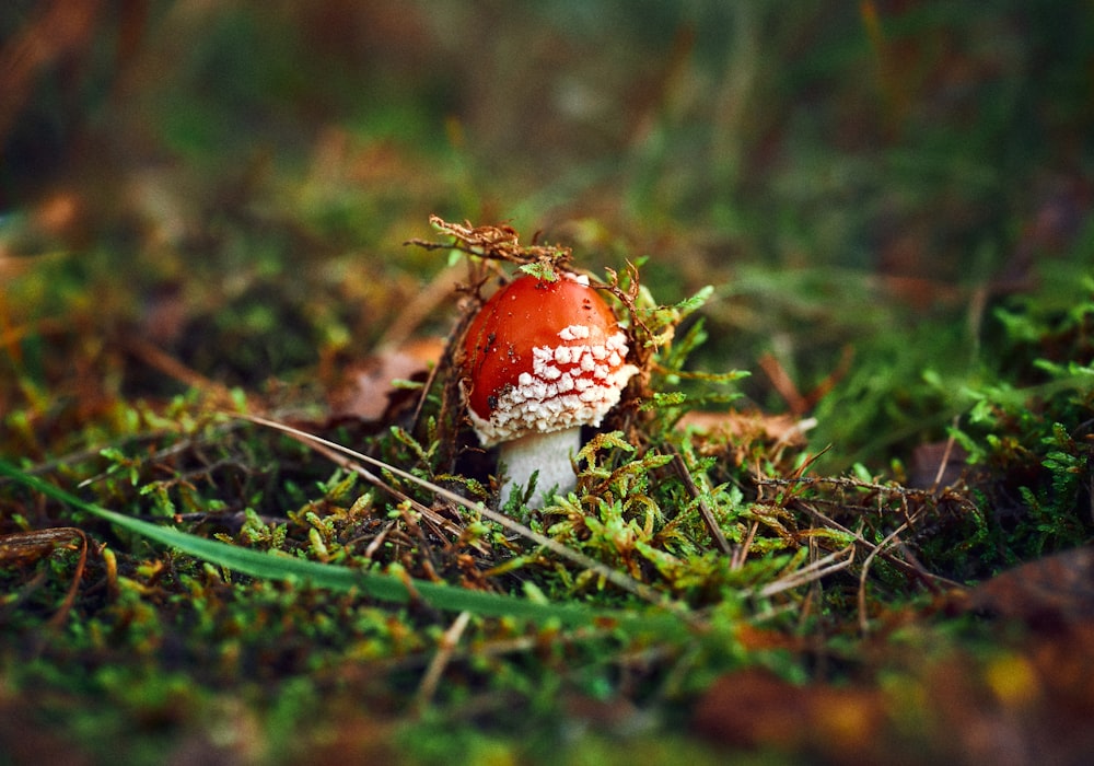 champignon rouge et blanc dans l’herbe verte