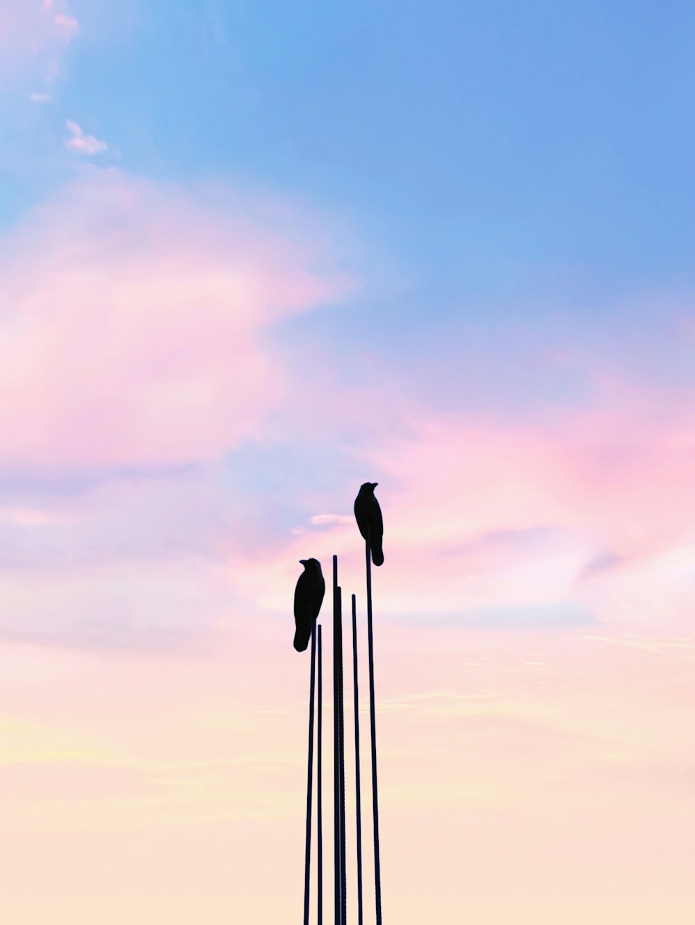 birds perched on wire under cloudy sky during daytime