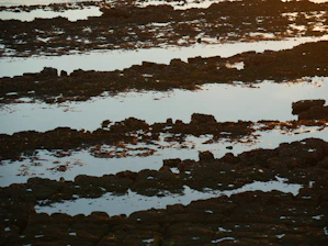 A peaceful coastal scene showing tide pools teeming with marine life under clear skies.