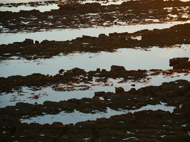 A peaceful coastal scene showing tide pools teeming with marine life under clear skies.