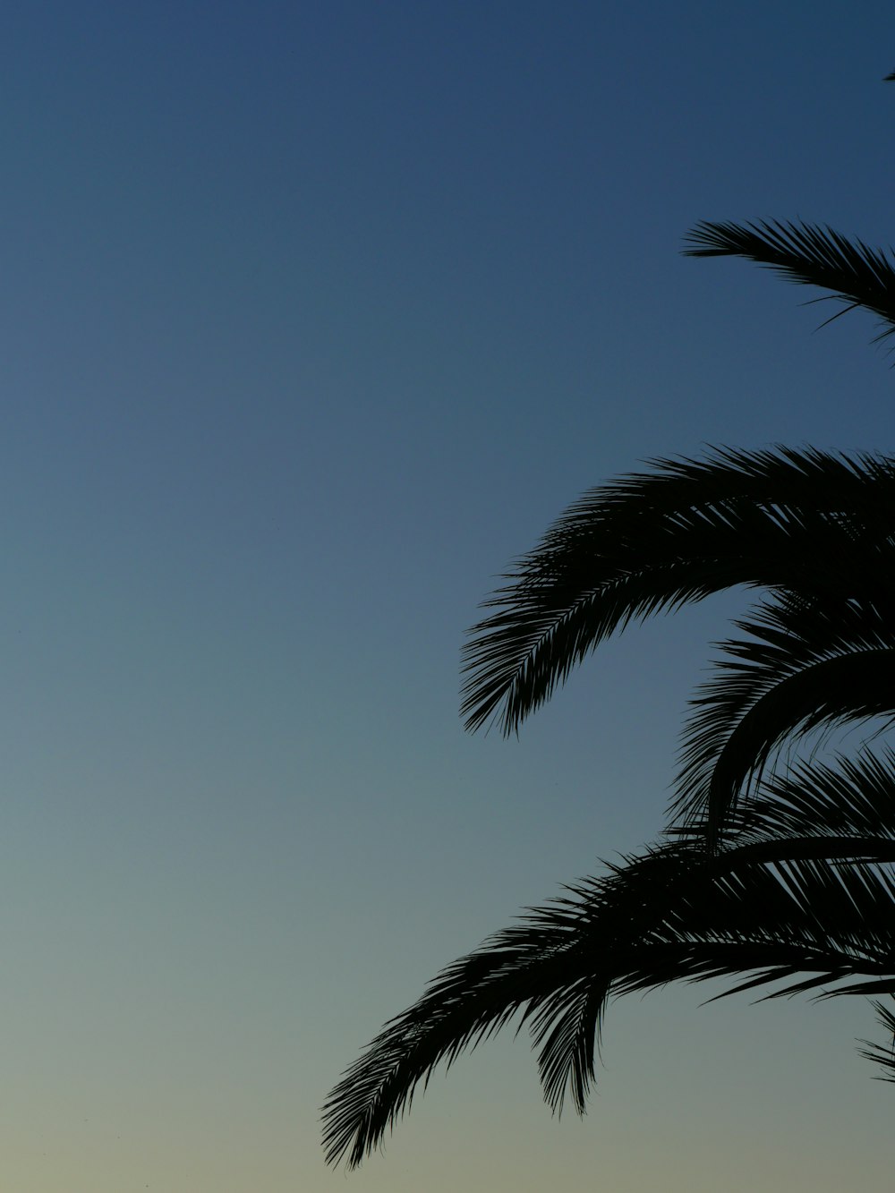 palma verde sotto il cielo blu durante il giorno