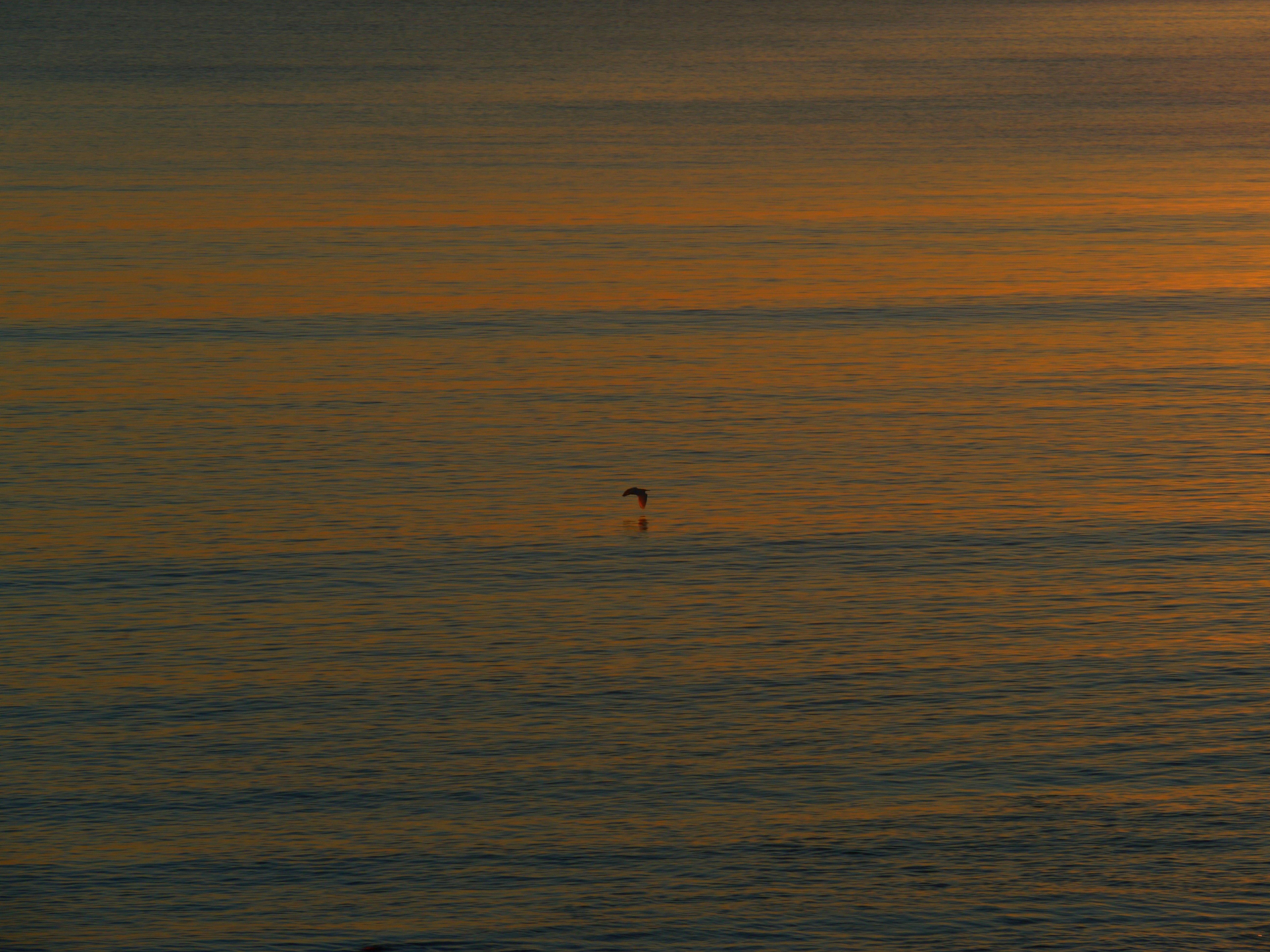 Photo by nimbus_vulpis