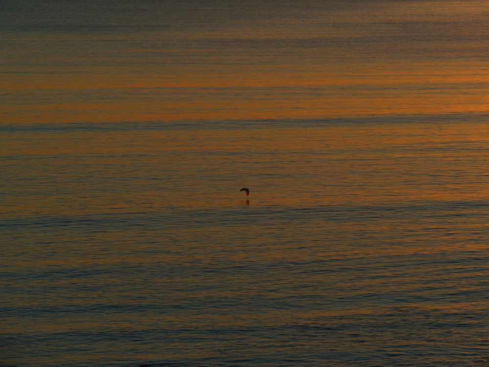 person in body of water during sunset