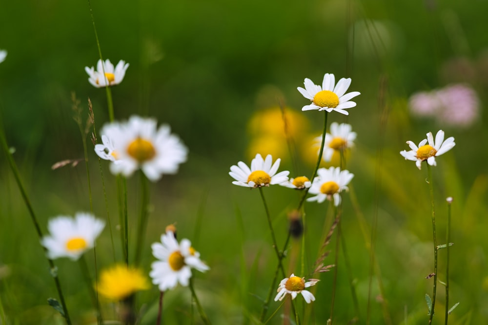 white and yellow flowers in tilt shift lens