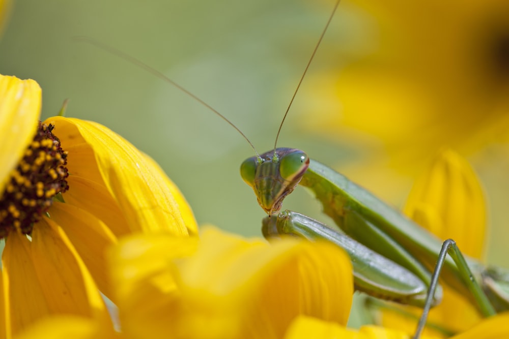 green praying mantis on yellow flower