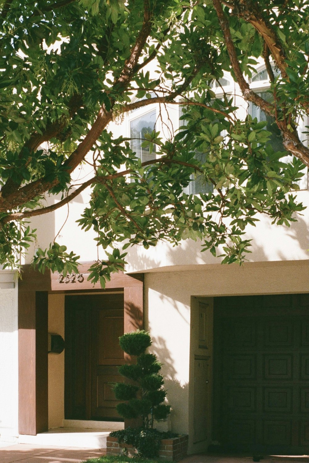 green tree near white concrete house