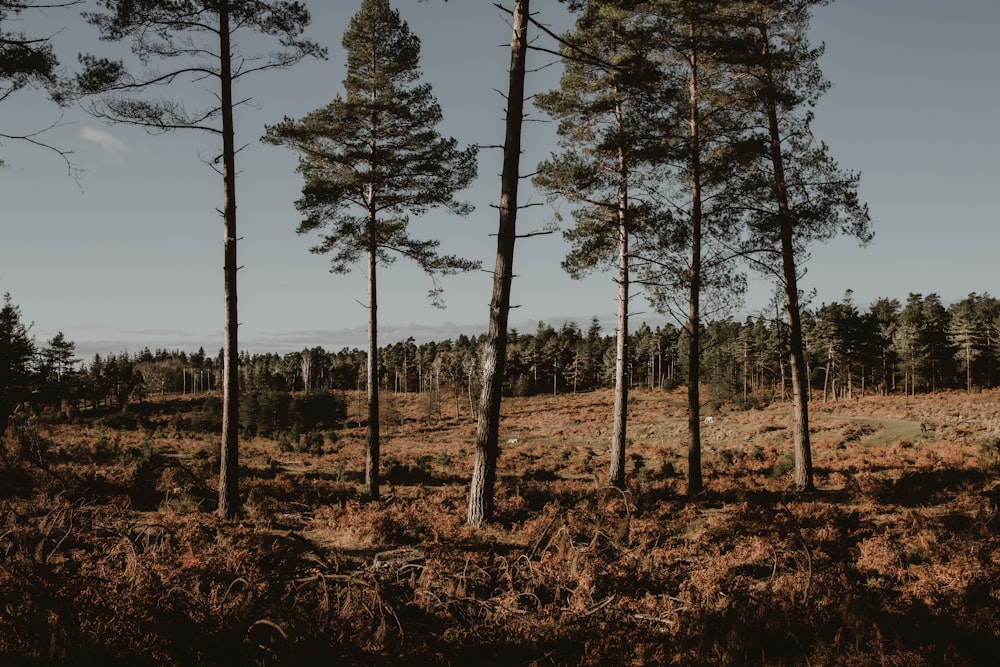 green trees on brown field during daytime