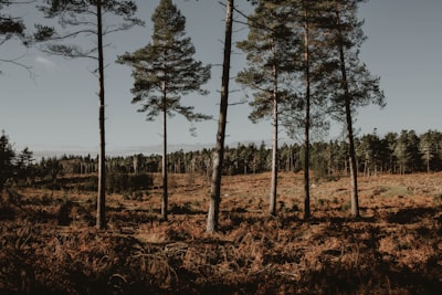 New Forest National Park