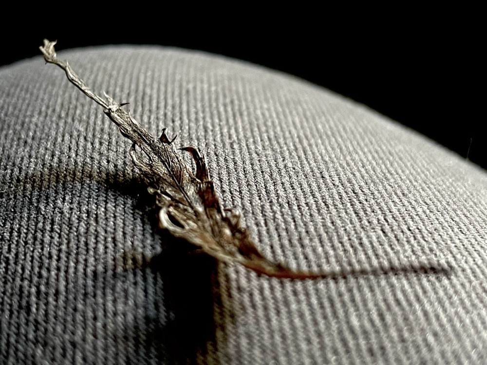 brown spider on white textile